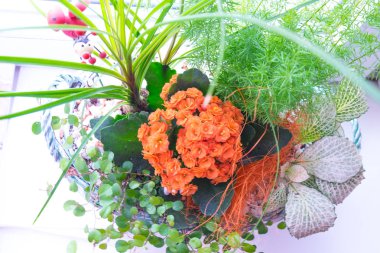 turuncu çiçekler ve yeşil yaprakları ve hediye olarak sepette başka bir bitki ile Kalanchoe ile ikebana