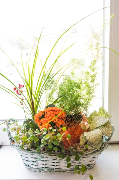 Ikebana Mit Kalanchoe Mit Orangenblüten Und Grünen Blättern Und Einem — Stockfoto