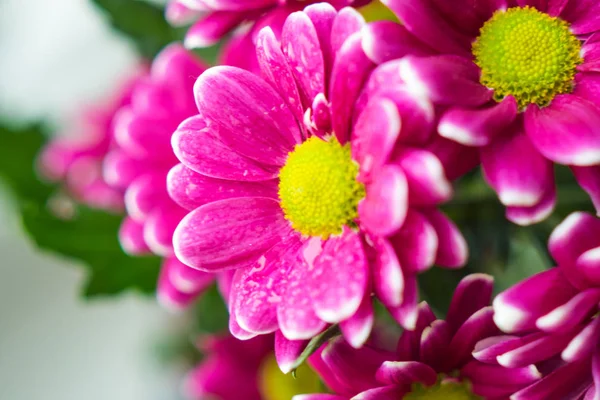 Букет Розовых Хризантем Закрыть Макро Цветы — стоковое фото