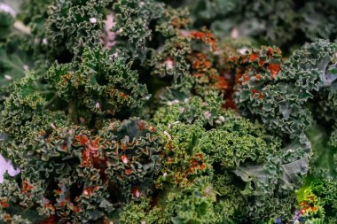 Detoks salata kasesini kapat. Sağlıklı çiğ lahana ve krem peynirli kinoa salatası ve ahşap arka planda ceviz. Üst Manzara. Düz yatıyordu.