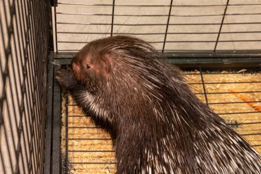 Büyük kirpi, sıradan kirpi, Doğu Asya kirpisi. Büyük bir kirpiye yaklaşmak rahatlatıcıdır.