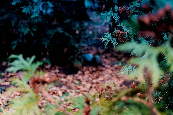 Paesaggio invernale, ramo, larice, foresta autunnale, pini alti, aghi gialli e verdi di conifere — Foto Stock