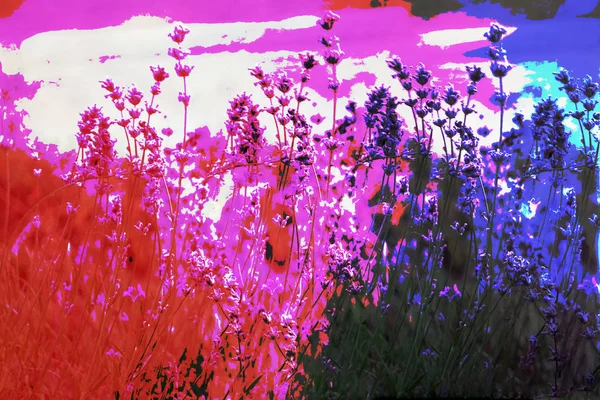 Crea un campo de lavanda tonificado. Hermoso detalle del campo de flores de lavanda perfumada —  Fotos de Stock