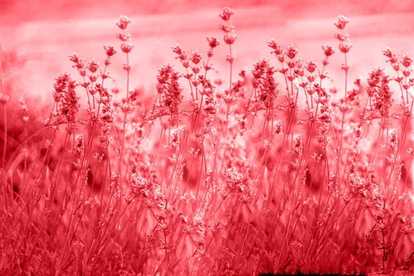 Cria um campo de laveder tonificado. Belo detalhe do campo de flores de lavanda perfumada — Fotografia de Stock