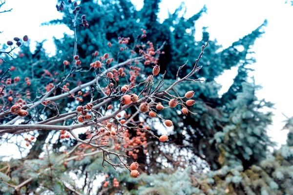 緑の葉と鮮やかな赤い果実、雪とホリーブッシュの枝の閉鎖。赤い果実を持つホリーブッシュ — ストック写真