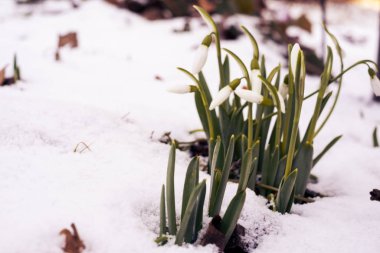 Elfler bahar çiçeğini çoğaltmak için bir sürü yer ya da senin sol tarafındaki metnin