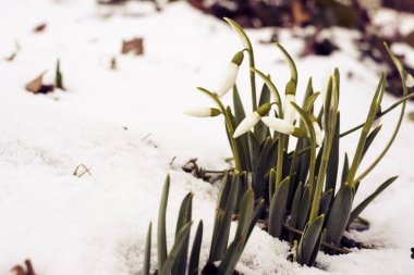 Elfler bahar çiçeğini çoğaltmak için bir sürü yer ya da senin sol tarafındaki metnin