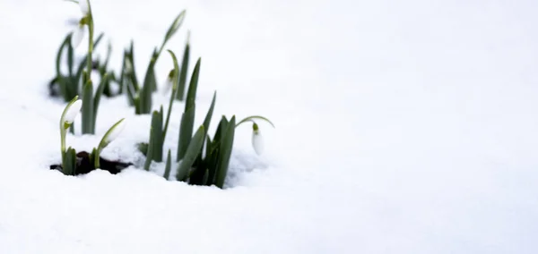 Ельфи сніговий банер весняна квітка з великою кількістю місця для копіювання або вашого тексту ліворуч — стокове фото