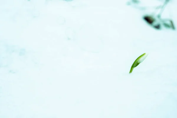Elves snowdrop banner spring flower with lots of copy space or your text on the left side. —  Fotos de Stock