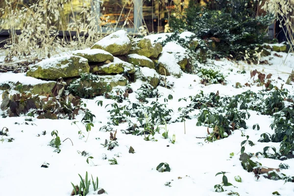 Ельфи снігопад весняна квітка з великою кількістю місця для копіювання або вашого тексту ліворуч — стокове фото