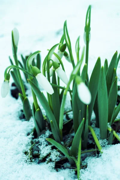 Elves snowdrop banner spring flower with lots of copy space or your text on the left side. —  Fotos de Stock
