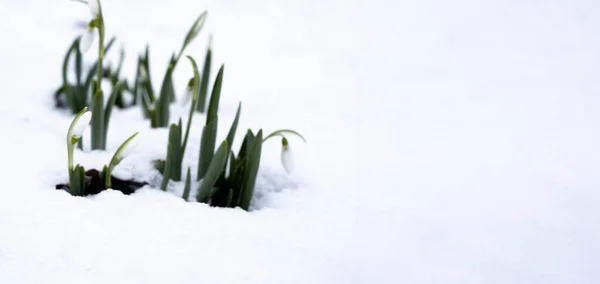 Elves snowdrop banner spring flower with lots of copy space or your text on the left side. —  Fotos de Stock