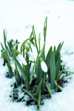 İlkbahar elflerinin ilkbahar çiçekleri. Bir sürü kopya alanı olan bahar çiçekleri. Ya da en üstteki seçici odak noktasında senin metnin. konsept ilkbahar, ilk çiçekler, doğal doğa, çiçekler, bitkiler.