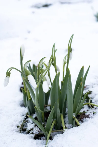 Los Primeros Elfos Primavera Nieve Selectivo Foco Flor Primavera Con —  Fotos de Stock