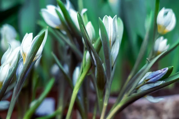 Seçici Odak Ilkbahar Timsahları Kar Altında Bokeh Arka Planda Çiçekler — Stok fotoğraf