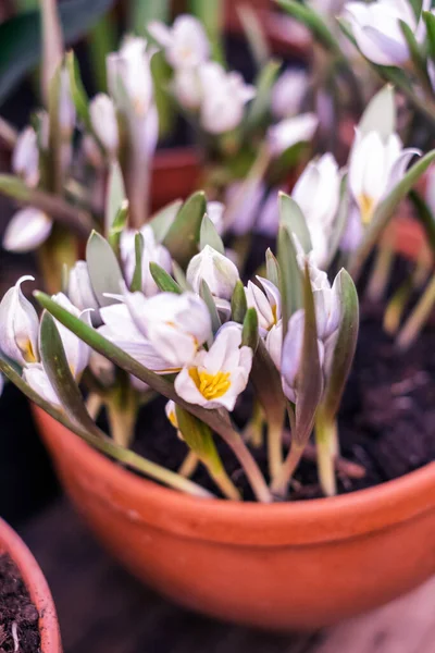 Seçici Odaklı Beyaz Bahar Timsahları Kışın Sonlarından Kalma Beyaz Çiçek — Stok fotoğraf