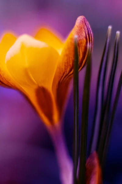 Brûlage Sélectif Fleur Crocus Jaune Printanier Fond Violet Printanier Avec — Photo