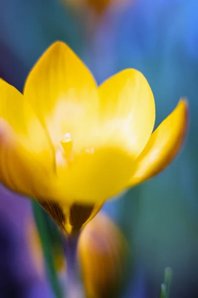 Crocus Primavera Amarilla Floriza Macrotrébol Con Enfoque Selectivo Fondos Manantial — Foto de Stock