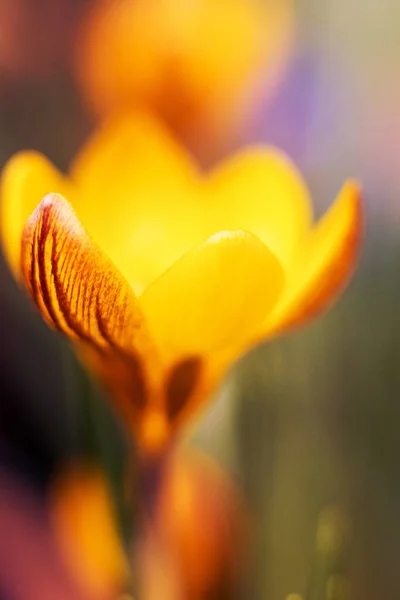 黄色の春のクロッカスの花マクロは 選択的な焦点を閉じています 黄色のクロッカスの開花と春の背景 クロッカスのイドキ科 水滴付きの花 クロッカス ヴァルス — ストック写真