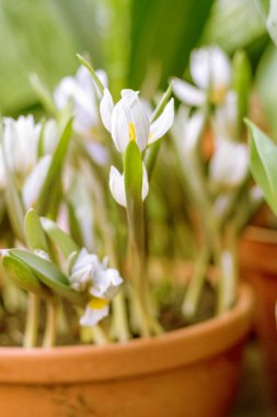 Seçici odaklı beyaz bahar timsahları. Kışın sonlarından kalma beyaz çiçek açan kordonlar bahar güneşinin erken saatlerinde ortaya çıkan böceklere nektar ve polen sağlar, çömlek içinde timsahların yetişmesi kolaydır.