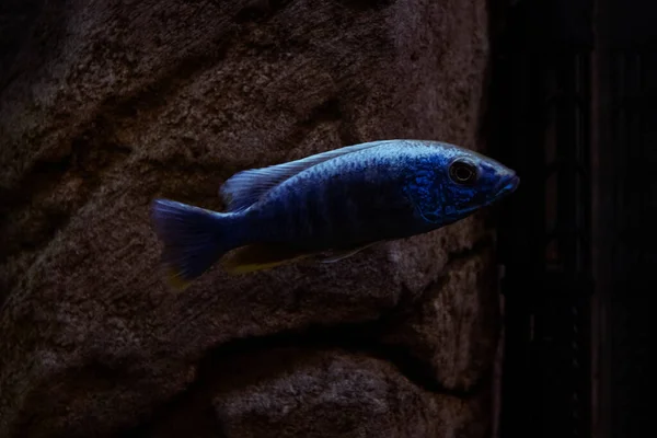 Één Grote Blauwe Vis Een Aquarium Een Donkere Achtergrond Met — Stockfoto