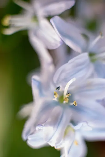 Makro Lövés Jácintvirág Fehér Háttérrel Gyönyörű Kora Tavaszi Virágok Ünnepelték — Stock Fotó