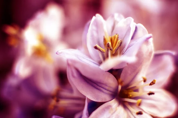 白い背景にヒヤシンスの花のマクロショット イースターを祝うために使用される美しい早春の花 屋内庭園で撮影したカラー画像を閉じます 明るい色 — ストック写真