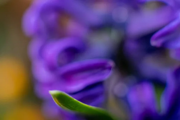 青いヒヤシンスの花マクロ写真の背景をぼかす イースターを祝うために使用される美しい早春の花 屋内庭園で撮影したカラー画像を閉じます — ストック写真