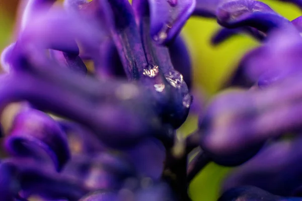 Blauwe Hyacint Bloemen Macro Fotografie Met Wazige Achtergrond Mooie Vroege — Stockfoto