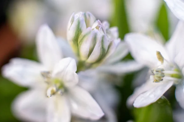Beyaz Arka Planda Sümbül Çiçeğinin Makro Çekimi Güzel Ilkbahar Çiçekleri — Stok fotoğraf