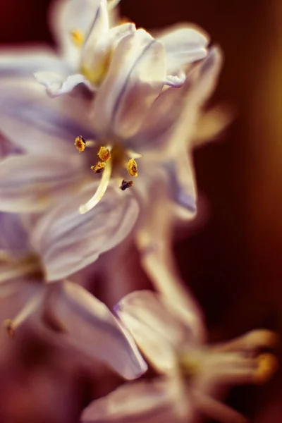 Macro Plano Flor Jacinto Sobre Fondo Blanco Hermosas Flores Primavera — Foto de Stock