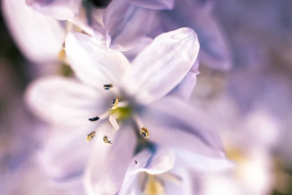 Macro Plano Flor Jacinto Sobre Fondo Blanco Hermosas Flores Primavera — Foto de Stock
