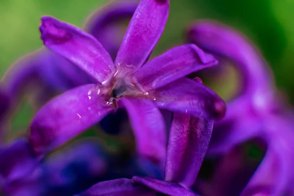 Azul Jacinto Flores Macro Fotografía Con Fondo Borroso Hermosas Flores — Foto de Stock