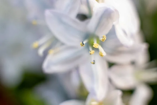 Macro Shot Fleur Jacinthe Sur Fond Blanc Belles Fleurs Début — Photo