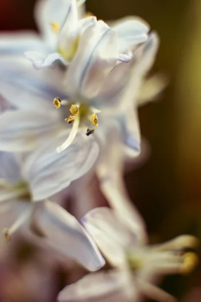 Macro Shot Fleur Jacinthe Sur Fond Blanc Belles Fleurs Début — Photo