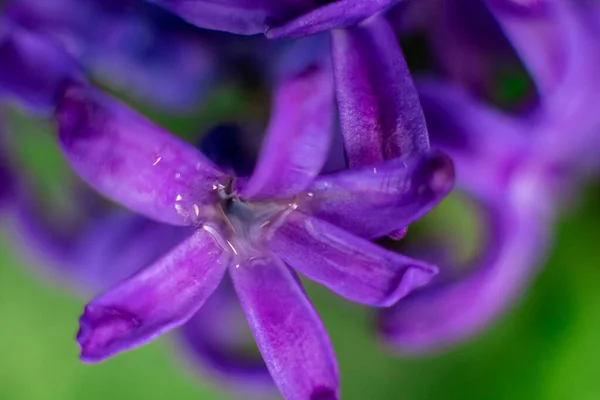 Azul Hyacinth Flores Macrofotografia Com Fundo Borrão Lindas Flores Início — Fotografia de Stock