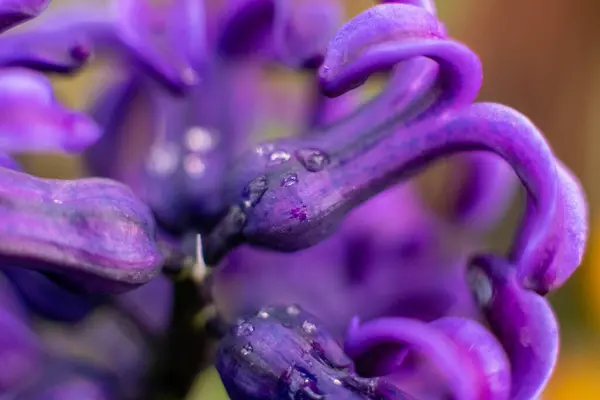 Azul Jacinto Flores Macro Fotografía Con Fondo Borroso Hermosas Flores —  Fotos de Stock