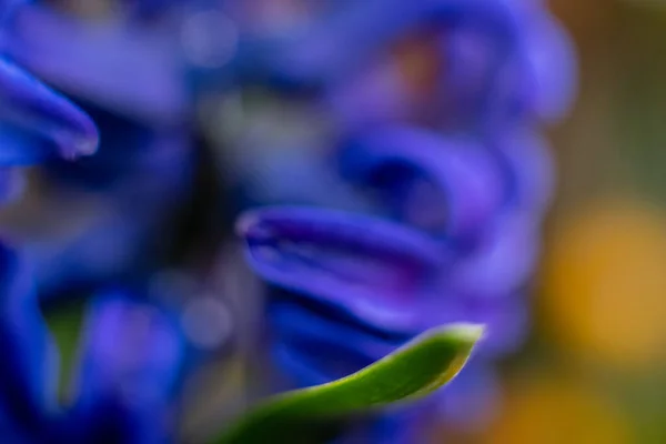 Blauwe Hyacint Bloemen Macro Fotografie Met Wazige Achtergrond Mooie Vroege — Stockfoto