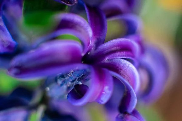 Azul Jacinto Flores Macro Fotografía Con Fondo Borroso Hermosas Flores — Foto de Stock