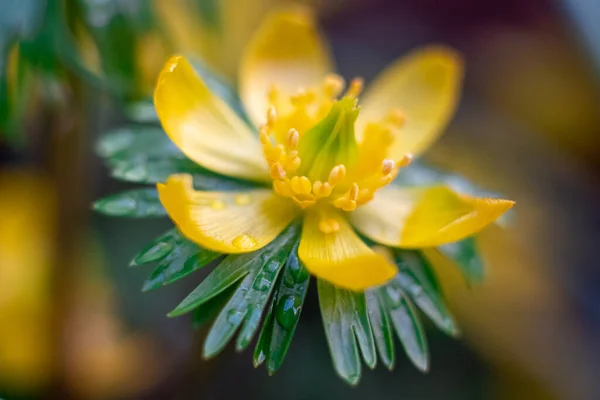 Petites fleurs sauvages jaunes dans une prairie buttercup caustique ou un autre nom pour la cécité nocturne — Photo