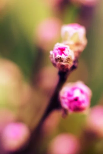 Makro blühende Knospen rosa Kirschen. Hintergrund mit Blumen an einem Frühlingstag. — Stockfoto