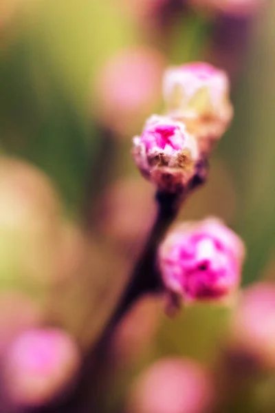 Macro blooming buds of pink cherries. Background with flowers on a spring day. — Stock Photo, Image