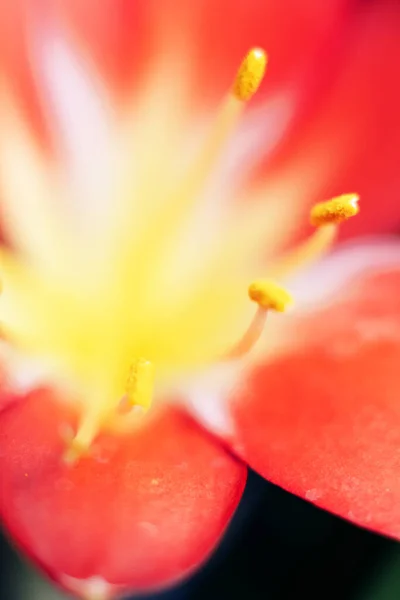 Makró szíve egy elhomályosodott vörös tulipánnak. Gyönyörű vörös tulipán virágok nőnek a kertben. — Stock Fotó