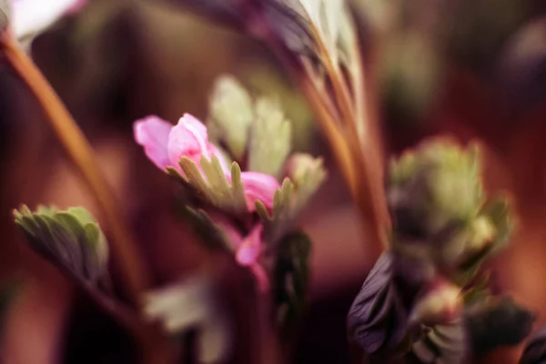 Fleurs roses et blanches, duveteuses Trifolium. Trèfle, bouillie ou Trifolium rubens. macro photo — Photo