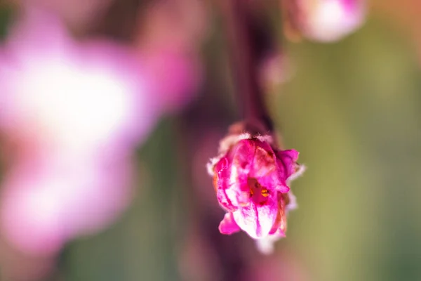 Macro Bourgeons Florissants Cerises Roses Belle Fleur Cerisier Japonais Sakura — Photo