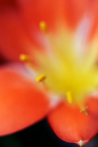 Makro Serce Rozmazanego Czerwonego Tulipana Piękne Czerwone Kwiaty Tulipana Rosnące — Zdjęcie stockowe