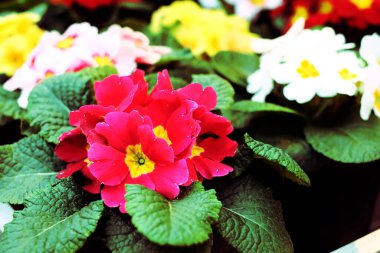 Kırmızı, pembe, beyaz renkli prikatlar. Bir kafede saksıda çiçekler ya da yazın dekorasyon için bir restoran. Gorizontal fotoğraf