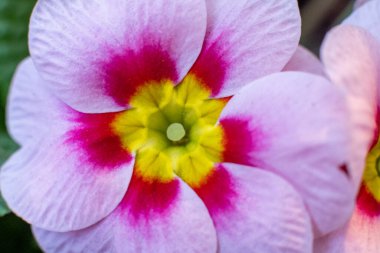 Kapalı makro kırmızı, pembe, çuha çiçeği arka planı. Bahar konsepti