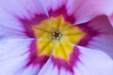 Kapalı makro kırmızı, pembe, çuha çiçeği arka planı. Bahar konsepti