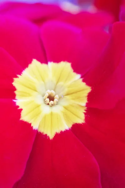 Zbliżenie Makro Czerwony Różowy Żółty Pierwiosnek Kwiaty Tło Koncepcja Wiosny — Zdjęcie stockowe